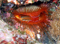 Electric clam.  Sometimes called fire clam. This clam "pu... by Dave Hunt 